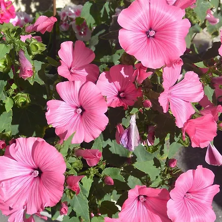 Πανδοχείο Baergsunnu